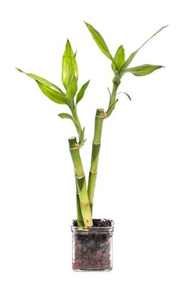 לאקי במבוק בכלי מזכוכית.