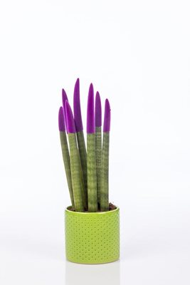 סנסיווריה הולנדית סגולה בכלי קרמיקה