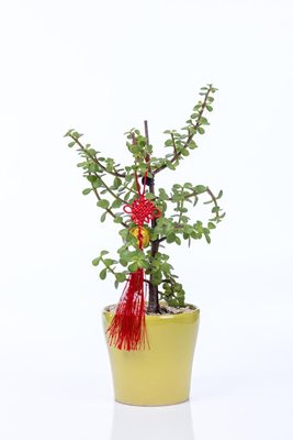 עץ השפע בכלי קרמיקה מותאם