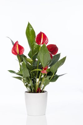 עציץ אנטוריום(האהבה)