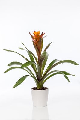 עציץ גוזמניה