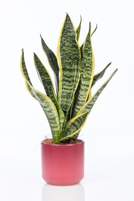 עציץ סנסיווריה מגוונת