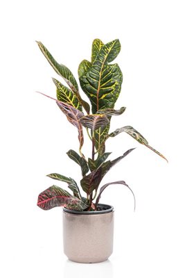 עציץ קרוטון פטרה