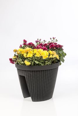 אדנית נתלת המלאה בכל טוב