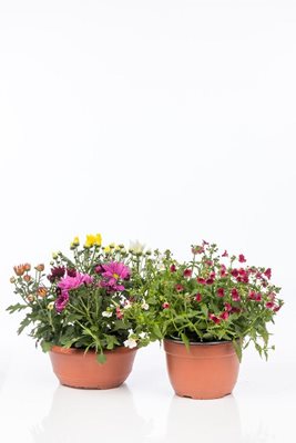 מארז 2 קערות פורחות לגינה