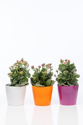 מארז 3 עציצי ניצניות בכלי קרמיקה