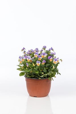 קערת אמנון ותמר