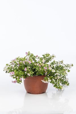 קערת ברכיכומה