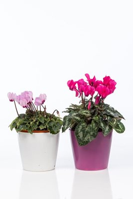 מארז 2 רקפות בכלי קרמיקה