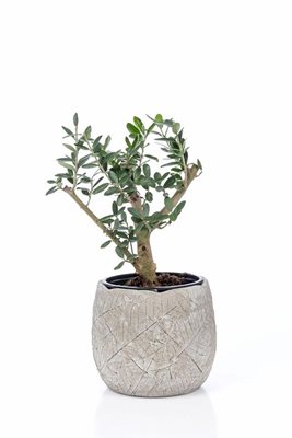 עץ זית בכלי מחרס