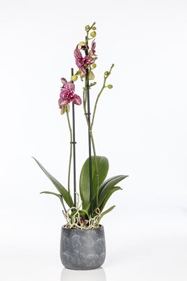 סחלב גדול 2 ענפים סגול מנומר