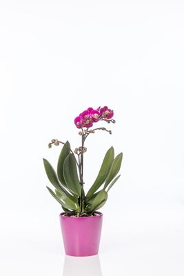 סחלב מולטי בצבע סגול