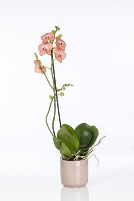 סחלב מפוצל בצבע כתום מנומר