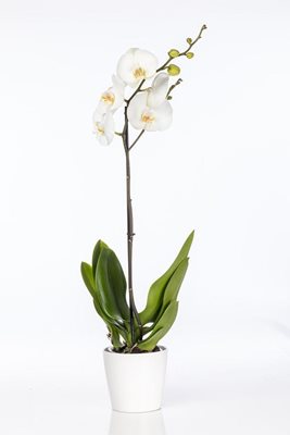 סחלב ענף אחד בצבע לבן