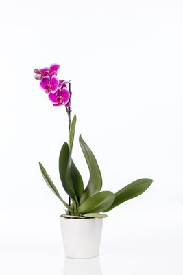 סחלב ענף אחד בצבע סגול