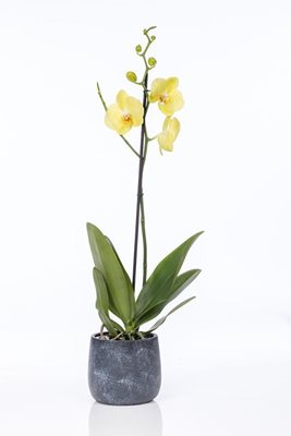 סחלב ענף מפוצל בצבע צהוב