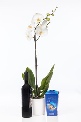 מארז סחלב ענף אחד בכלי קרמיקה שוקולד גודייבה ויין