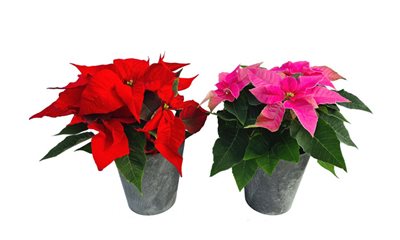 2 עציצי חלבלוב בכלי קרמיקה מעוצבים