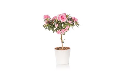 עציץ אזלאה על גזע