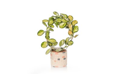 עציץ בת שבע הולנדית מעוצבת