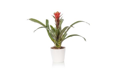 עציץ גוזמניה הופ