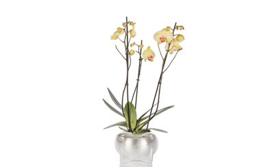 סחלב 3 ענפים צהוב עם סגול