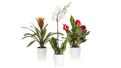 מארז השלישייה המנצחת