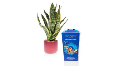 מארז עציץ סנסיורייה מגוונת עם כלי קרמי מותאם ושוקולד גודייבה