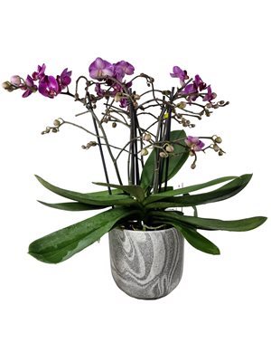 סחלב בליסימו (4-6 ענפים)