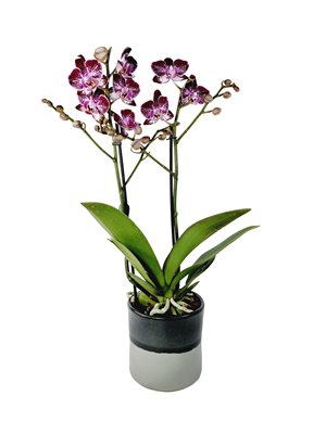 סחלב מולטי סגול מנומר 2 ענפים