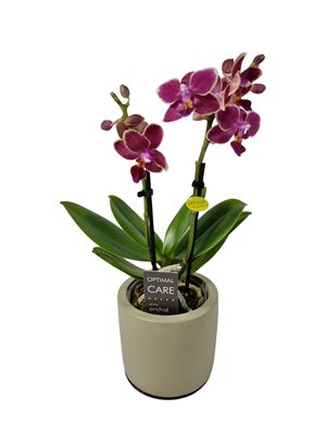 סחלב ננסי 2 ענפים בצבע בורדו