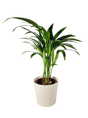 עציץ דקל אריקה בכלי קרמיקה