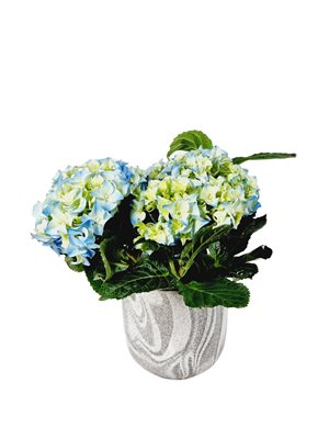 עציץ הורנטזיה