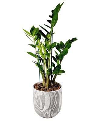 עציץ זמיה קוקוס