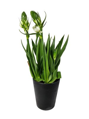 עציץ נץ חלב בכלי קרמיקה מותאם