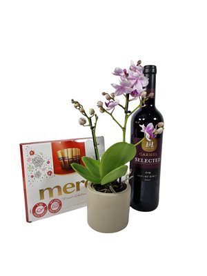 מארז סחלב ננסי