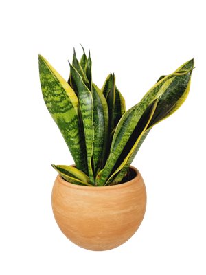 עציץ סנסיווריה מגוונת בכלי מהודר