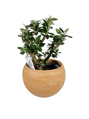 עץ זית בכלי בטון מהודר קוטר 12 ס"מ