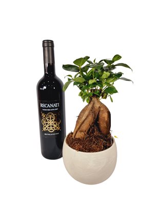 בונסאי פיקוס בכלי פסיפס עם בקבוק יין מהודר