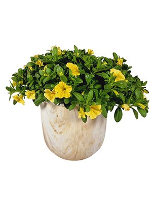 עציץ מפלית בכלי מקרמיקה