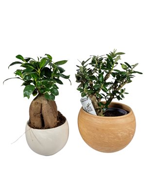 מארז עץ זית ננסי ובונסאי פיקוס בכלים מהודרים