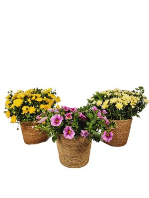 מארז 3 עציצים פורחים בסלסלאות קש