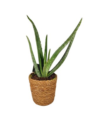 עציץ אלוורה בסלסלת קש