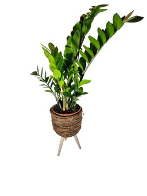 עציץ זמיה קוקוס בסלסלת רגלי עץ