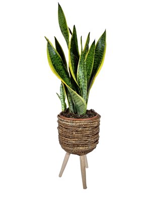 סנסיווריה מגוונת גדולה בסלסלת רגלי עץ