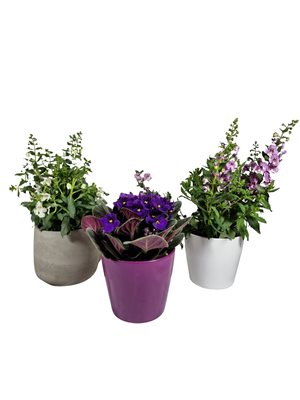 מארז 3 עציצים פורחים בכלי קרמיקה