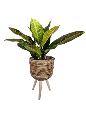 עציץ קרוטון פטרה בסלסלת רגלי עץ מהודרת