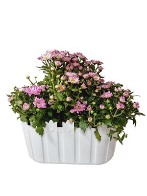 אדנית חרציות מעוצבת