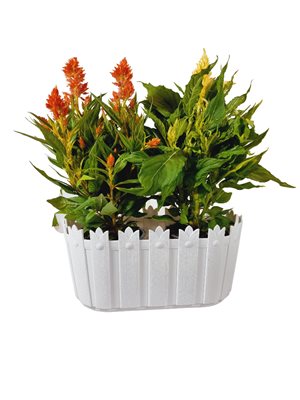 אדנית צלוזיה