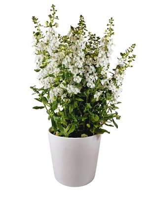 אנגלוניה לבנה בכלי קרמי